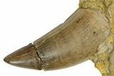 Serrated, Tyrannosaur (Nanotyrannus) Tooth in Situ - Wyoming #379730-2